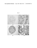 METHOD FOR MANUFACTURING A POROUS THREE-DIMENSIONAL SCAFFOLD USING POWDER     FROM ANIMAL TISSUE, AND POROUS THREE-DIMENSIONAL SCAFFOLD MANUFACTURED BY     SAME diagram and image