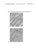 ARL-1 SPECIFIC ANTIBODIES AND USES THEREOF diagram and image