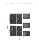 ARL-1 SPECIFIC ANTIBODIES AND USES THEREOF diagram and image