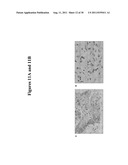 ARL-1 SPECIFIC ANTIBODIES AND USES THEREOF diagram and image