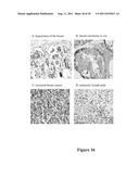 ARL-1 SPECIFIC ANTIBODIES AND USES THEREOF diagram and image