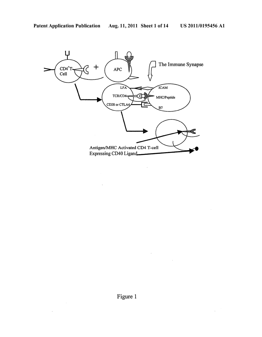 Methods and compositions for the production of monoclonal antibodies - diagram, schematic, and image 02