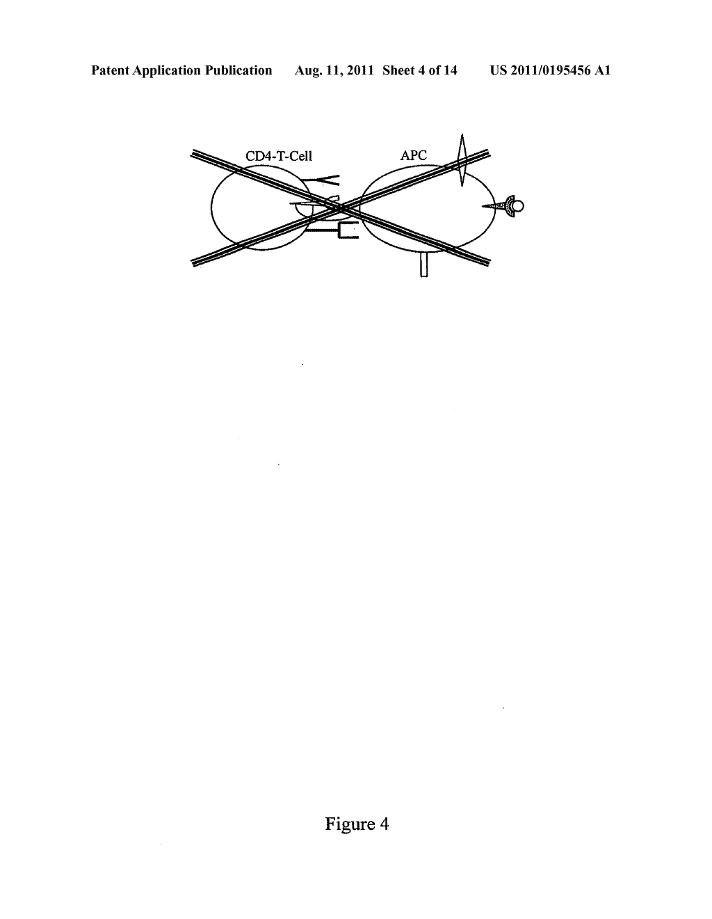 Methods and compositions for the production of monoclonal antibodies - diagram, schematic, and image 05