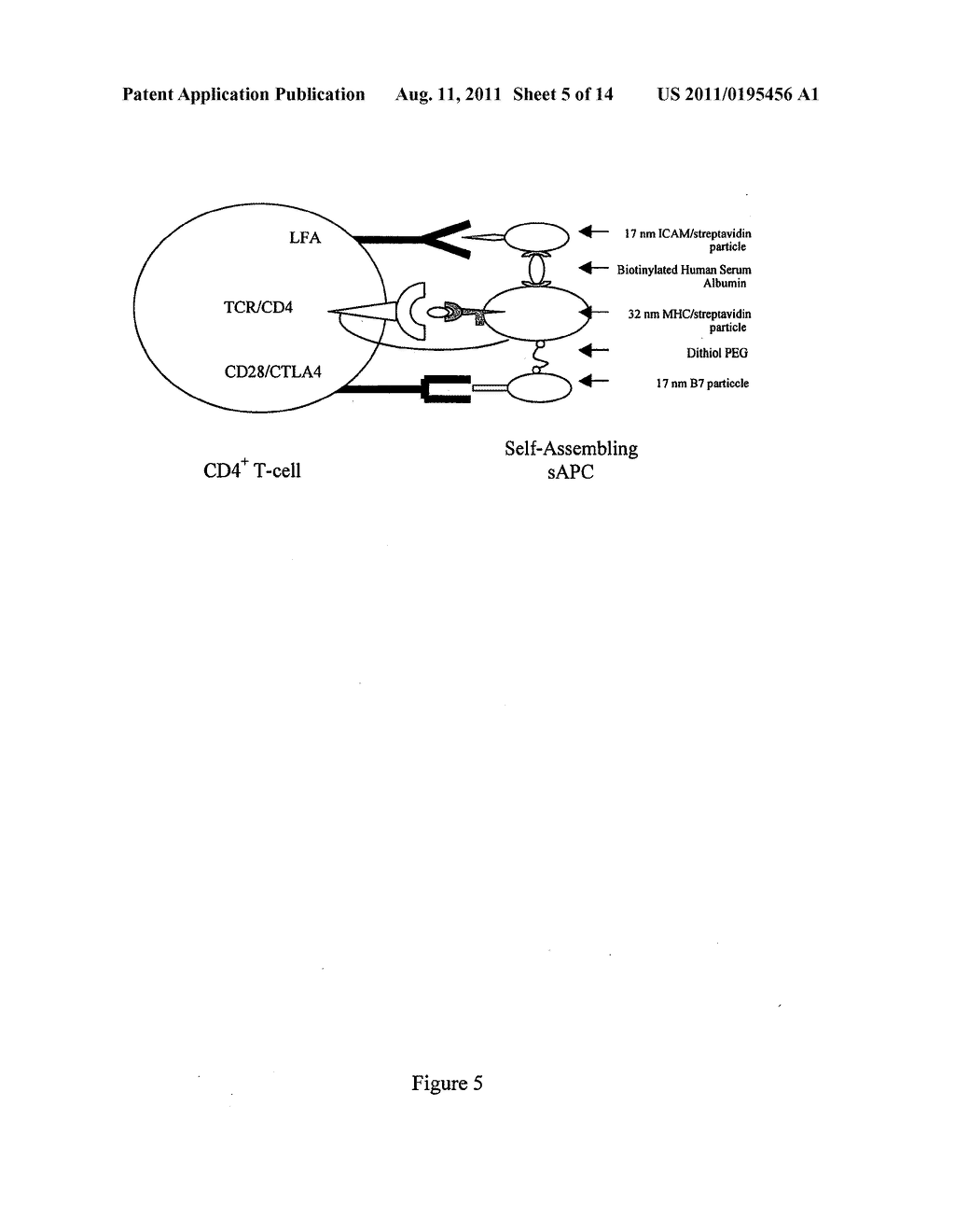 Methods and compositions for the production of monoclonal antibodies - diagram, schematic, and image 06