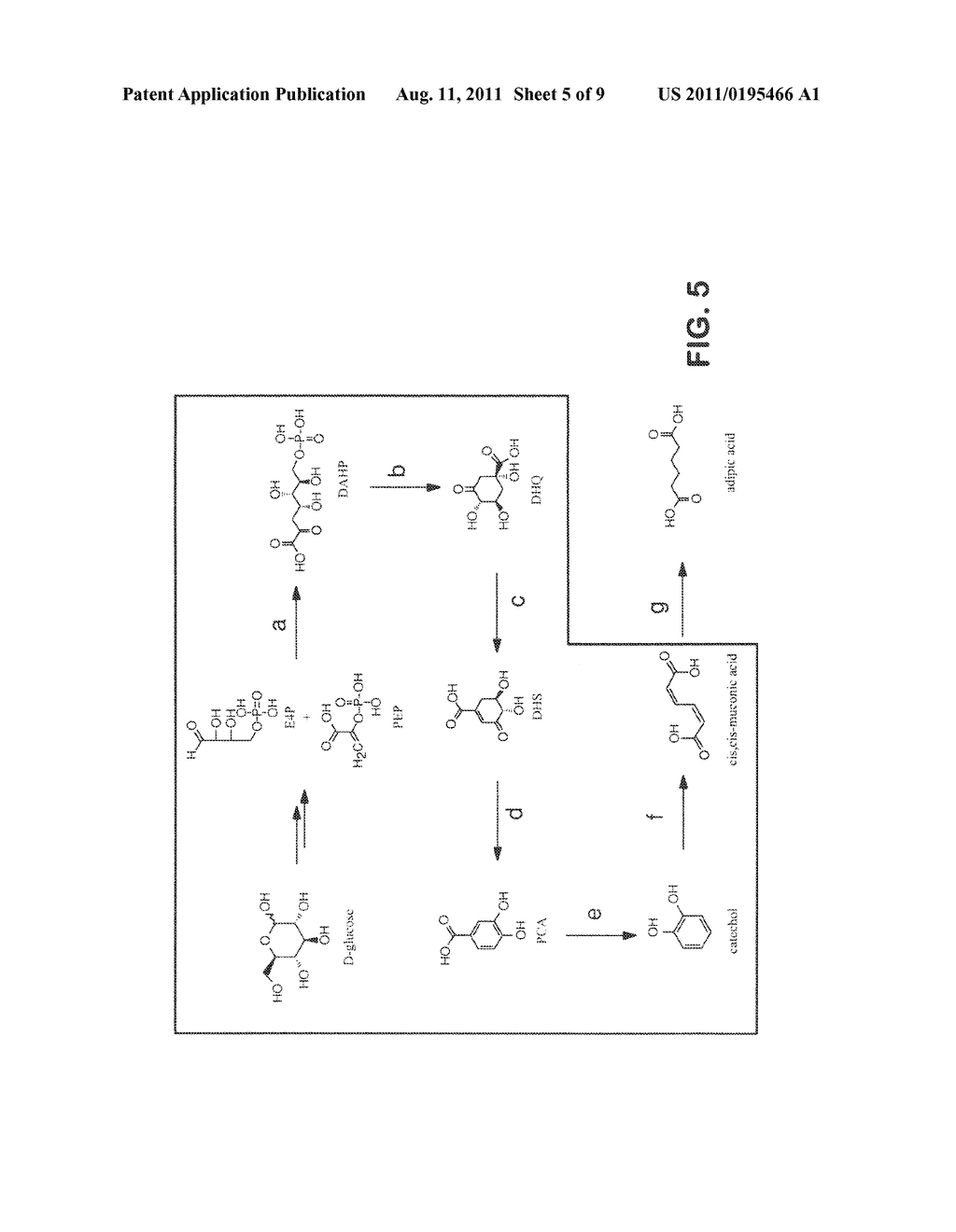 MICROORGANISMS FOR THE PRODUCTION OF ADIPIC ACID AND OTHER COMPOUNDS - diagram, schematic, and image 06