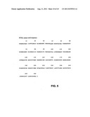 csPCNA Isoform Modifications And Uses Thereof diagram and image