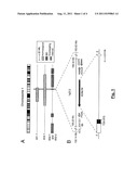 Loss of Function mutations in KCNJ10 cause SeSAME, a human syndrome with     sensory, neurological, and renal deficits diagram and image