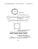DNA molecule for expressing Hairpin RNA, the constructing method and the     use thereof diagram and image