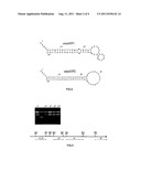 DNA molecule for expressing Hairpin RNA, the constructing method and the     use thereof diagram and image