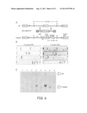 METHODS AND MATERIALS FOR PRODUCING TRANSGENIC ARTIODACTYLS diagram and image