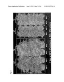 METHODS AND COMPOSITIONS FOR TRANSGENIC PLANTS WITH ENHANCED ABIOTIC     STRESS RESISTANCE AND BIOMASS PRODUCTION diagram and image