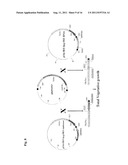 METHODS AND COMPOSITIONS FOR TRANSGENIC PLANTS WITH ENHANCED ABIOTIC     STRESS RESISTANCE AND BIOMASS PRODUCTION diagram and image