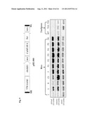 METHODS AND COMPOSITIONS FOR TRANSGENIC PLANTS WITH ENHANCED ABIOTIC     STRESS RESISTANCE AND BIOMASS PRODUCTION diagram and image