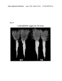 METHODS AND COMPOSITIONS FOR TRANSGENIC PLANTS WITH ENHANCED ABIOTIC     STRESS RESISTANCE AND BIOMASS PRODUCTION diagram and image