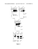 Cytomegalovirus Surface Protein Complex for Use in Vaccines and as a Drug     Target diagram and image