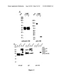 Cytomegalovirus Surface Protein Complex for Use in Vaccines and as a Drug     Target diagram and image