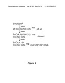 Cytomegalovirus Surface Protein Complex for Use in Vaccines and as a Drug     Target diagram and image