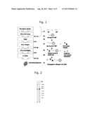 MINOR ALLERGEN CONTROL TO INCREASE SAFETY OF IMMUNOTHERAPY diagram and image