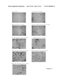 WATER INSOLUBLE POLYMER: STARCH-BASED FILM COATINGS FOR COLON TARGETING diagram and image