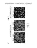 METHOD FOR OBTAINING PURKINJE PROGENITOR CELL BY USING NEPH3(65B13) AND     E-CADHERIN diagram and image