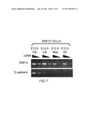 METHOD FOR OBTAINING PURKINJE PROGENITOR CELL BY USING NEPH3(65B13) AND     E-CADHERIN diagram and image