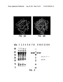 COMPOSITIONS COMPRISING A DEHALOGENASE SUBSTRATE AND A FLUORESCENT LABEL     AND METHODS OF USE diagram and image