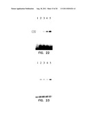 COMPOSITIONS COMPRISING A DEHALOGENASE SUBSTRATE AND A FLUORESCENT LABEL     AND METHODS OF USE diagram and image