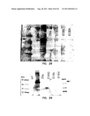 COMPOSITIONS COMPRISING A DEHALOGENASE SUBSTRATE AND A FLUORESCENT LABEL     AND METHODS OF USE diagram and image