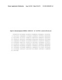 NUCLEIC ACIDS AND CORRESPONDING PROTEINS ENTITLED 202P5A5 USEFUL IN     TREATMENT AND DETECTION OF CANCER diagram and image