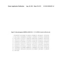 NUCLEIC ACIDS AND CORRESPONDING PROTEINS ENTITLED 202P5A5 USEFUL IN     TREATMENT AND DETECTION OF CANCER diagram and image