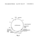 Recombinant Expression Vector Elements (REVES) for Enhancing Expression of     Recombinant Proteins in Host Cells diagram and image