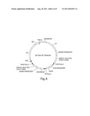 Recombinant Expression Vector Elements (REVES) for Enhancing Expression of     Recombinant Proteins in Host Cells diagram and image