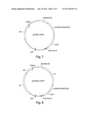 Recombinant Expression Vector Elements (REVES) for Enhancing Expression of     Recombinant Proteins in Host Cells diagram and image