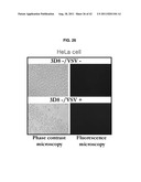 ANTIVIRAL AGENT AGAINST ANIMAL VIRUSES diagram and image