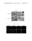 EFFICIENT METHOD FOR ESTABLISHING INDUCED PLURIPOTENT STEM CELLS diagram and image