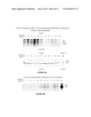 METHODS AND COMPOSITIONS FOR TREATING NEURODEGENERATIVE DISORDERS AND     ALZHEIMER S DISEASE AND IMPROVING NORMAL MEMORY diagram and image