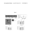 Modulation of Angiogenesis diagram and image