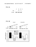Molecular Determinants Associated With Prostate Cancer And Methods Of Use     Thereof diagram and image