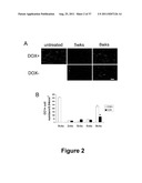 CELL-BASED SCREEN FOR AGENTS USEFUL FOR REDUCING NEURONAL DEMYELINATION OR     PROMOTING NEURONAL REMYELINATION diagram and image