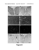 CELL-BASED SCREEN FOR AGENTS USEFUL FOR REDUCING NEURONAL DEMYELINATION OR     PROMOTING NEURONAL REMYELINATION diagram and image