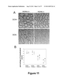 CELL-BASED SCREEN FOR AGENTS USEFUL FOR REDUCING NEURONAL DEMYELINATION OR     PROMOTING NEURONAL REMYELINATION diagram and image