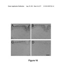 CELL-BASED SCREEN FOR AGENTS USEFUL FOR REDUCING NEURONAL DEMYELINATION OR     PROMOTING NEURONAL REMYELINATION diagram and image