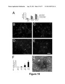 CELL-BASED SCREEN FOR AGENTS USEFUL FOR REDUCING NEURONAL DEMYELINATION OR     PROMOTING NEURONAL REMYELINATION diagram and image