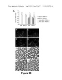 CELL-BASED SCREEN FOR AGENTS USEFUL FOR REDUCING NEURONAL DEMYELINATION OR     PROMOTING NEURONAL REMYELINATION diagram and image