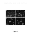 CELL-BASED SCREEN FOR AGENTS USEFUL FOR REDUCING NEURONAL DEMYELINATION OR     PROMOTING NEURONAL REMYELINATION diagram and image