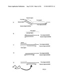 MULTIPLEX AMPLIFICATION AND DETECTION diagram and image