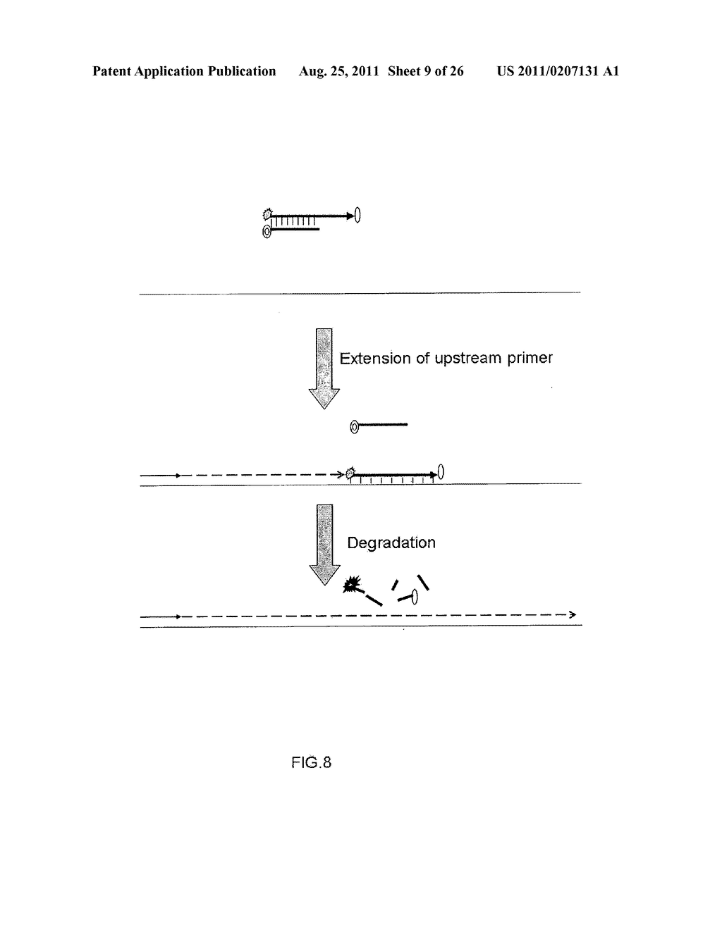 MULTIPLEX AMPLIFICATION AND DETECTION - diagram, schematic, and image 10