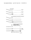 MULTIPLEX AMPLIFICATION AND DETECTION diagram and image