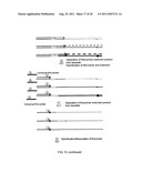 MULTIPLEX AMPLIFICATION AND DETECTION diagram and image