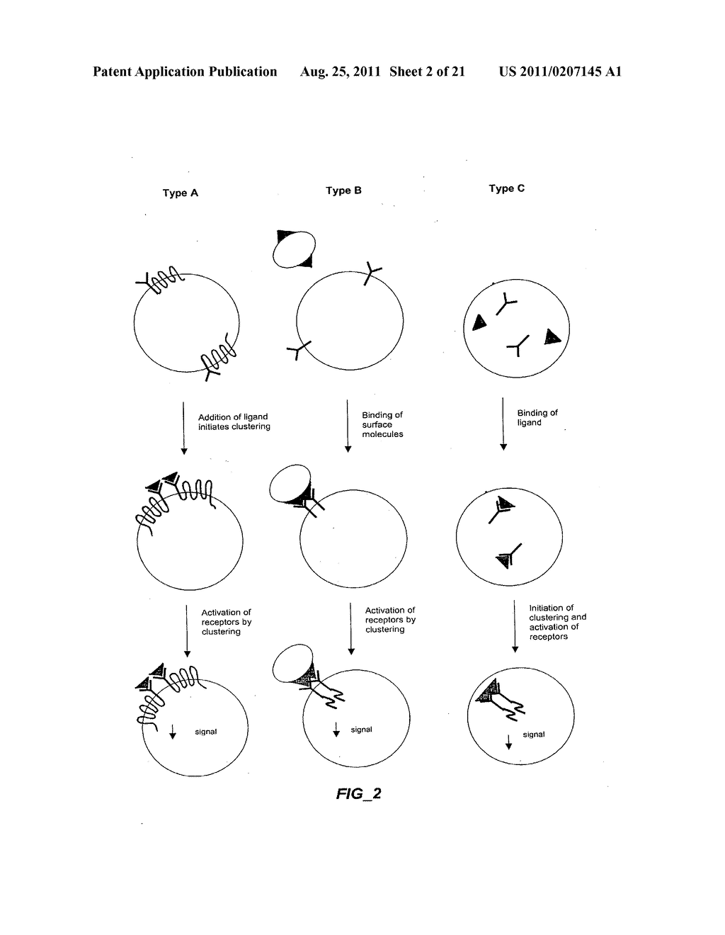METHODS AND COMPOSITIONS FOR DETECTING RECEPTOR-LIGAND INTERACTIONS IN     SINGLE CELLS - diagram, schematic, and image 03